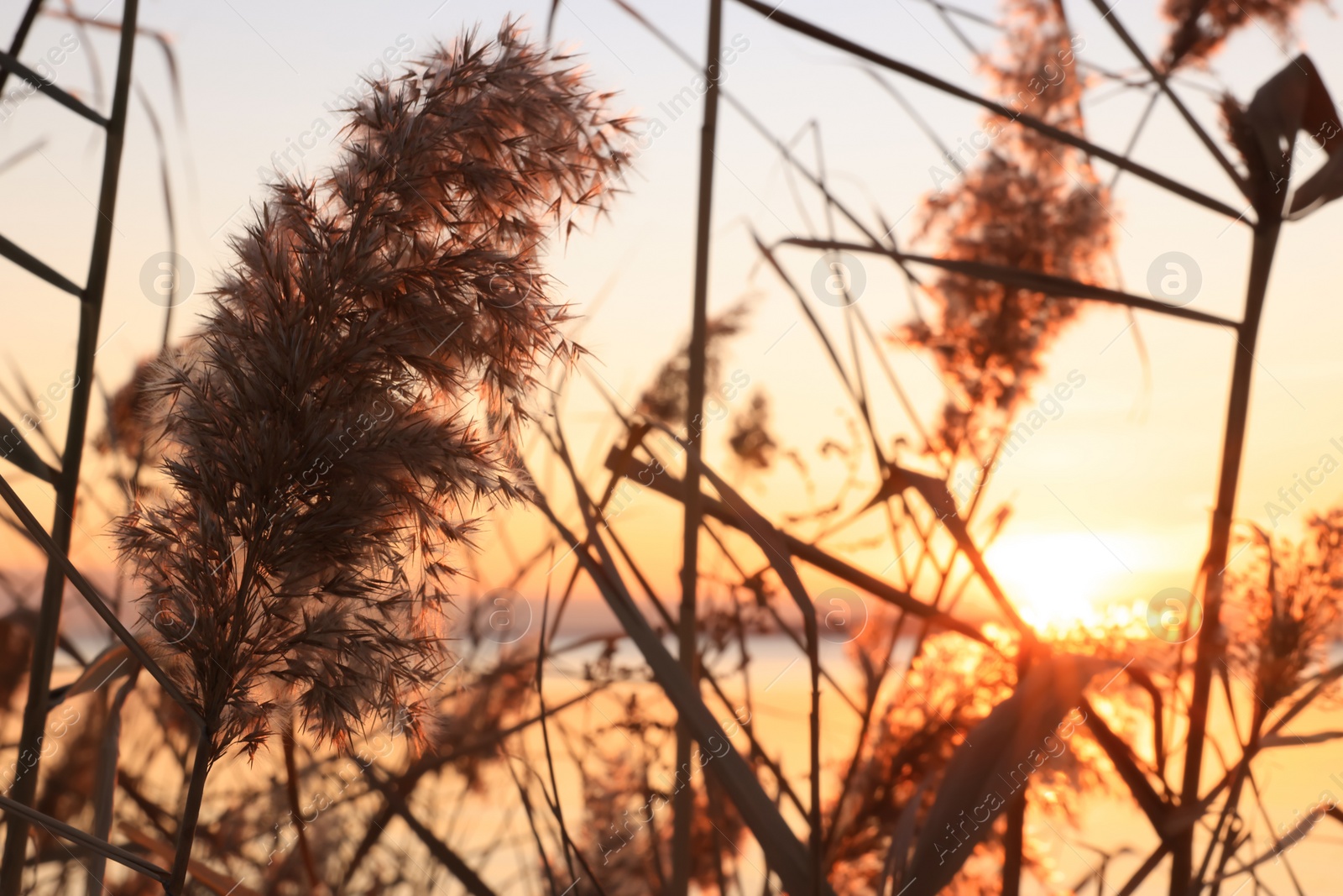Photo of Fluffy reed plant near river at beautiful sunset, closeup