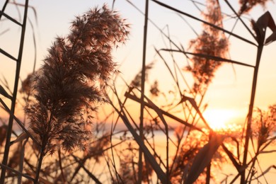 Fluffy reed plant near river at beautiful sunset, closeup