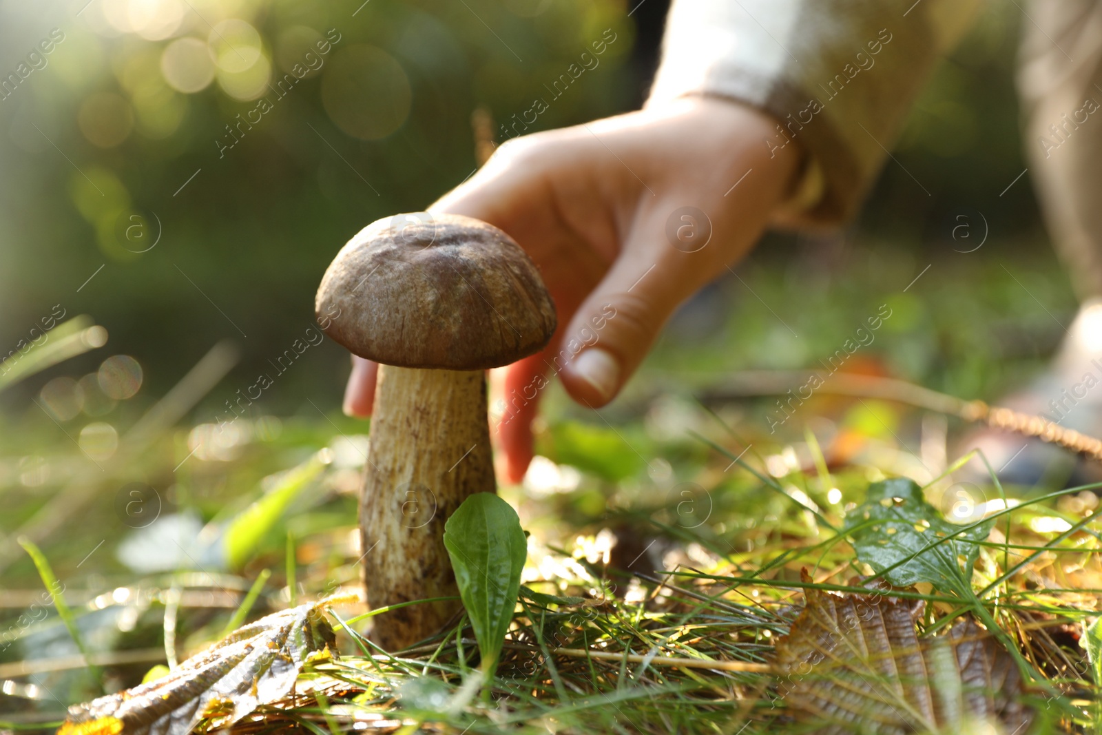 Photo of Man picking porcini mushroom in forest on autumn day, closeup