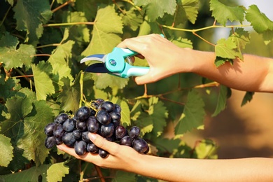 Photo of Woman cutting bunch of fresh ripe juicy grapes with pruner, closeup