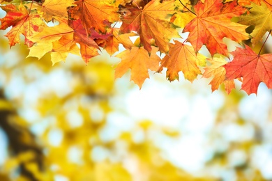 Image of Beautiful colorful autumn leaves on blurred background