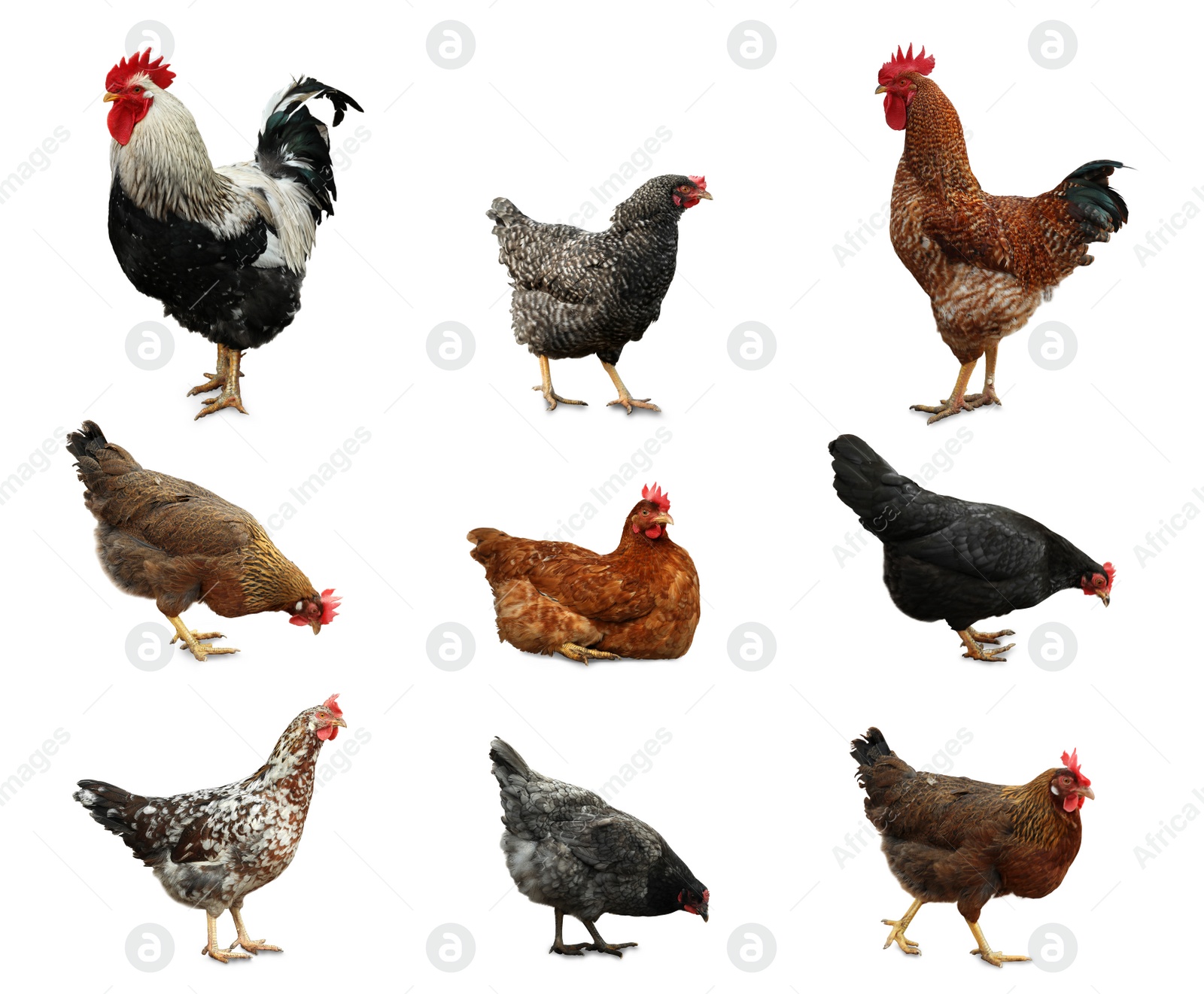 Image of Collage with chickens and roosters on white background