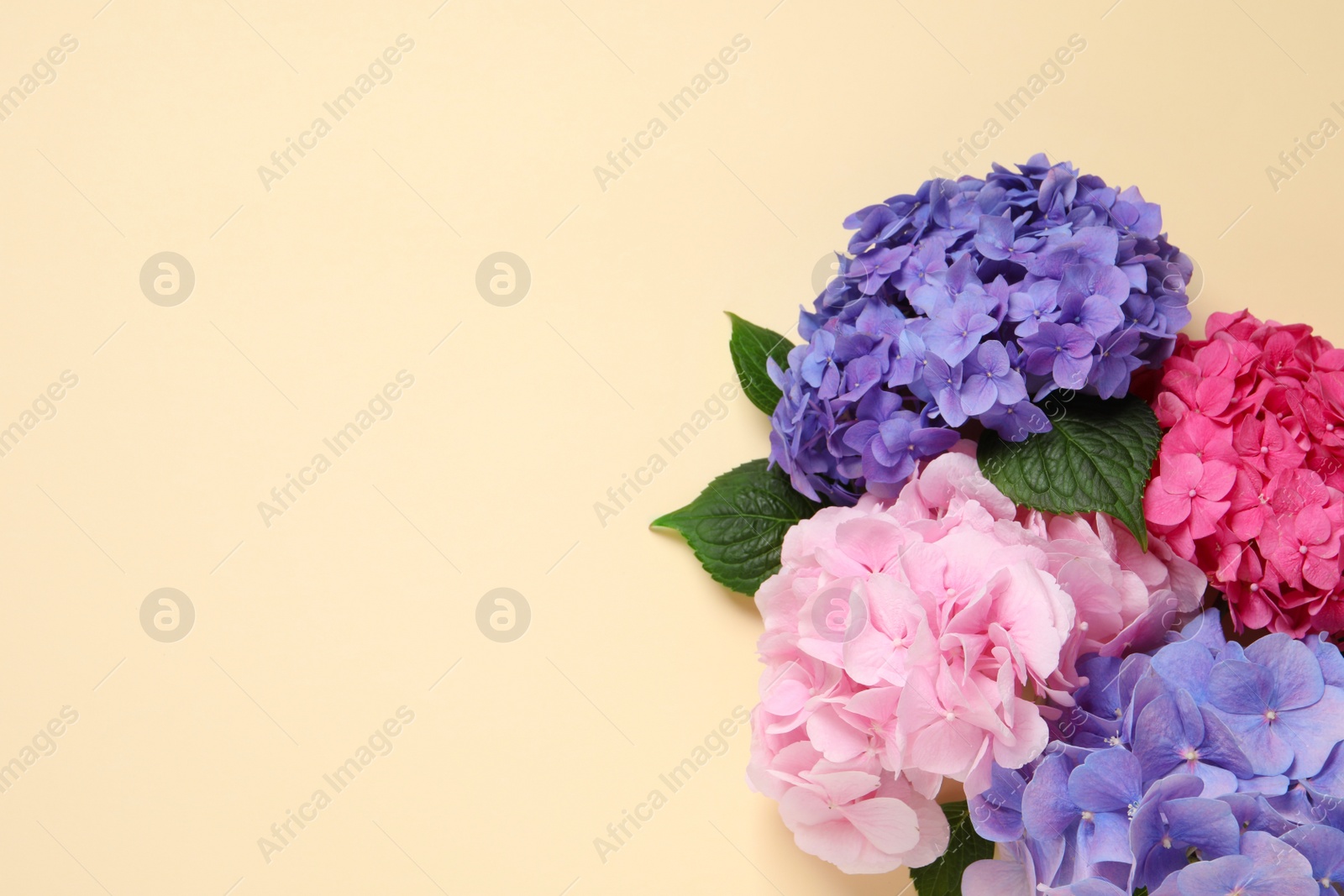 Photo of Beautiful hortensia flowers on beige background, flat lay. Space for text