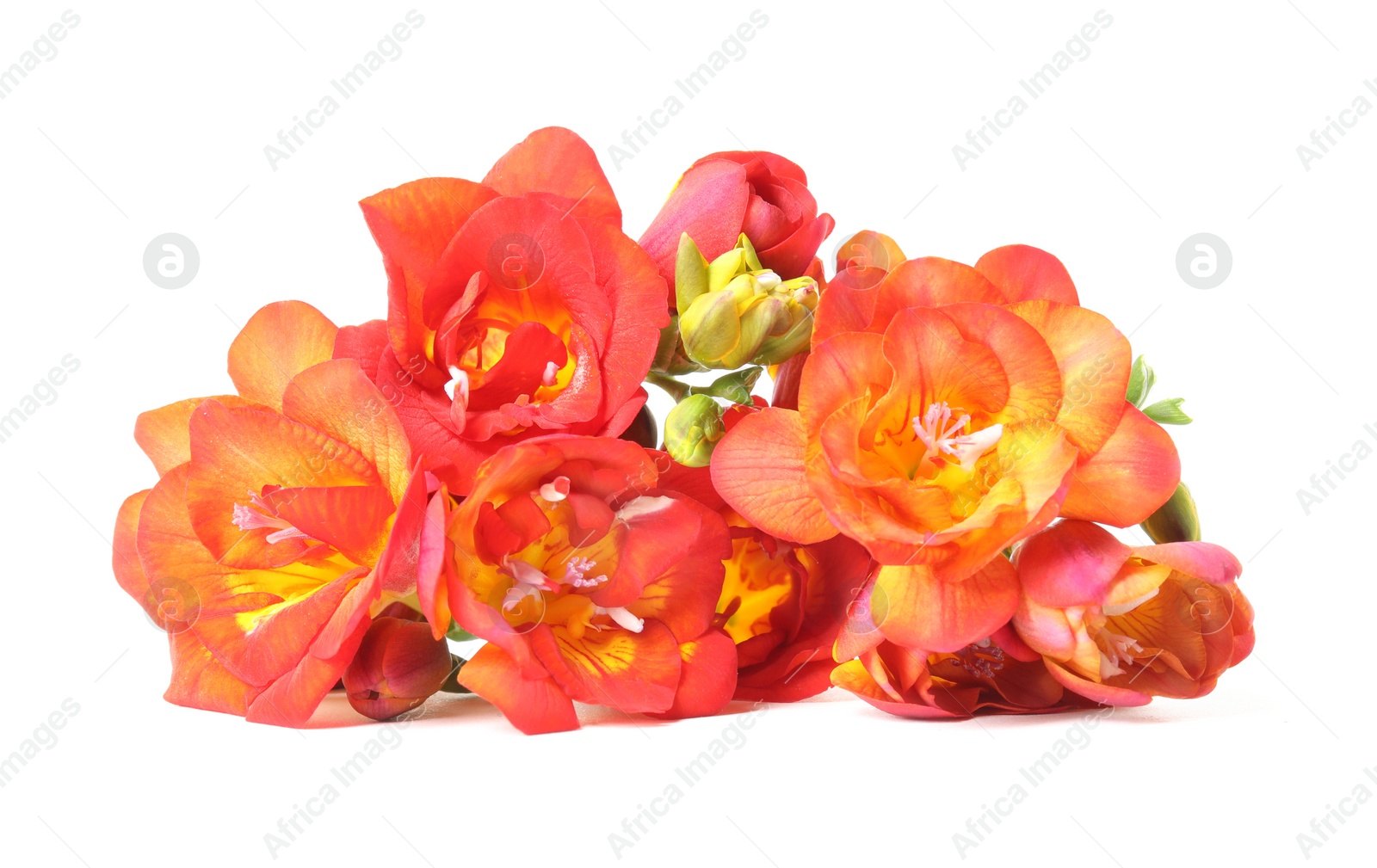 Photo of Beautiful spring freesia flowers isolated on white