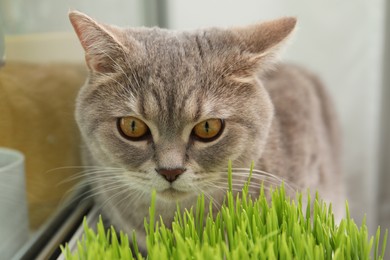 Photo of Cute cat near fresh green grass near window indoors, closeup