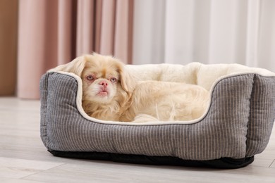Photo of Cute Pekingese dog on pet bed in room