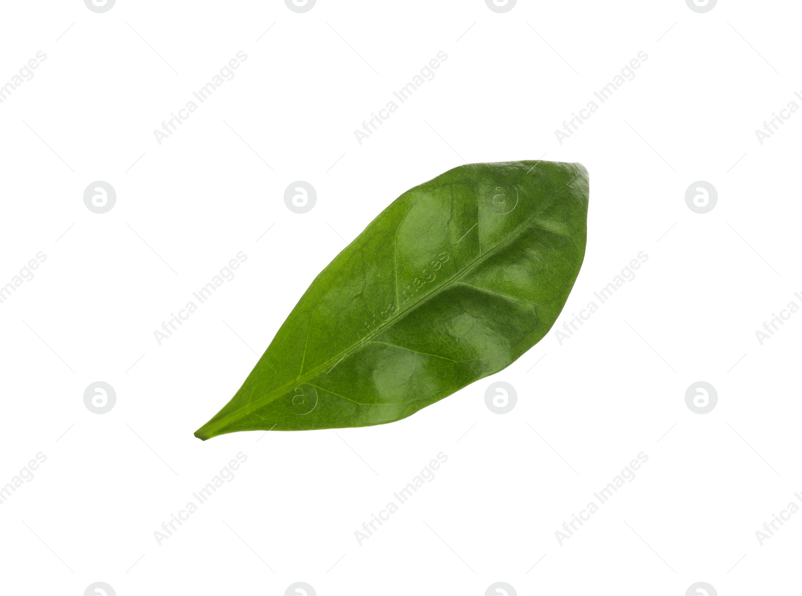 Photo of Leaf of coffee plant isolated on white