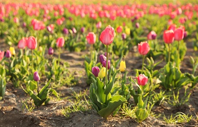 Photo of Field with fresh beautiful tulips, space for text. Blooming spring flowers