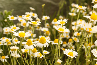 Photo of Beautiful chamomile flowers growing in field, closeup