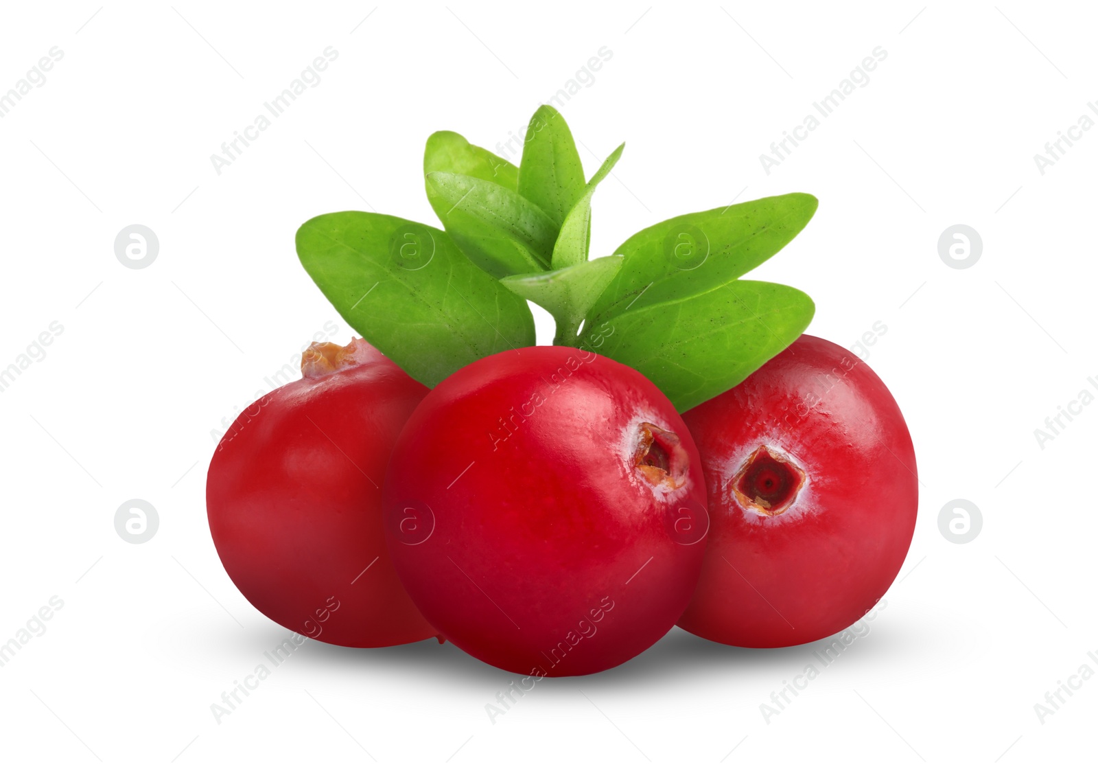 Image of Fresh ripe cranberries with leaves isolated on white