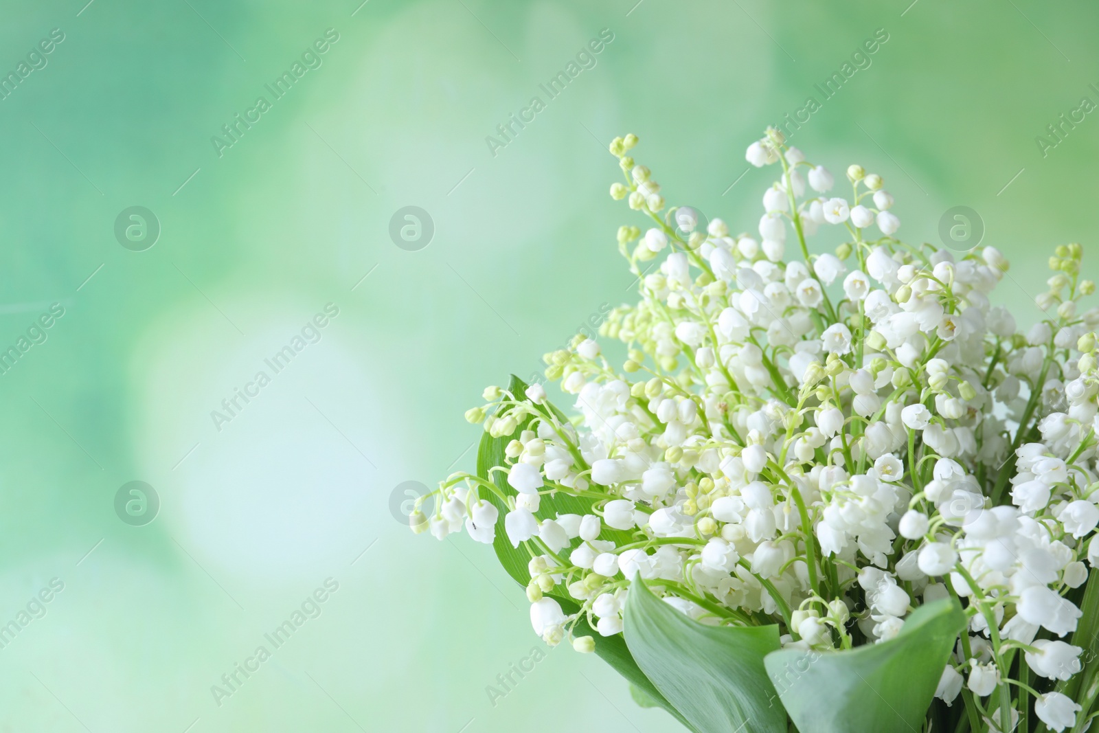 Photo of Beautiful lily of the valley flowers on green background. Space for text