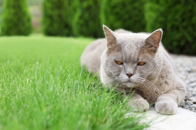 Photo of Cute British Shorthair cat resting on lawn