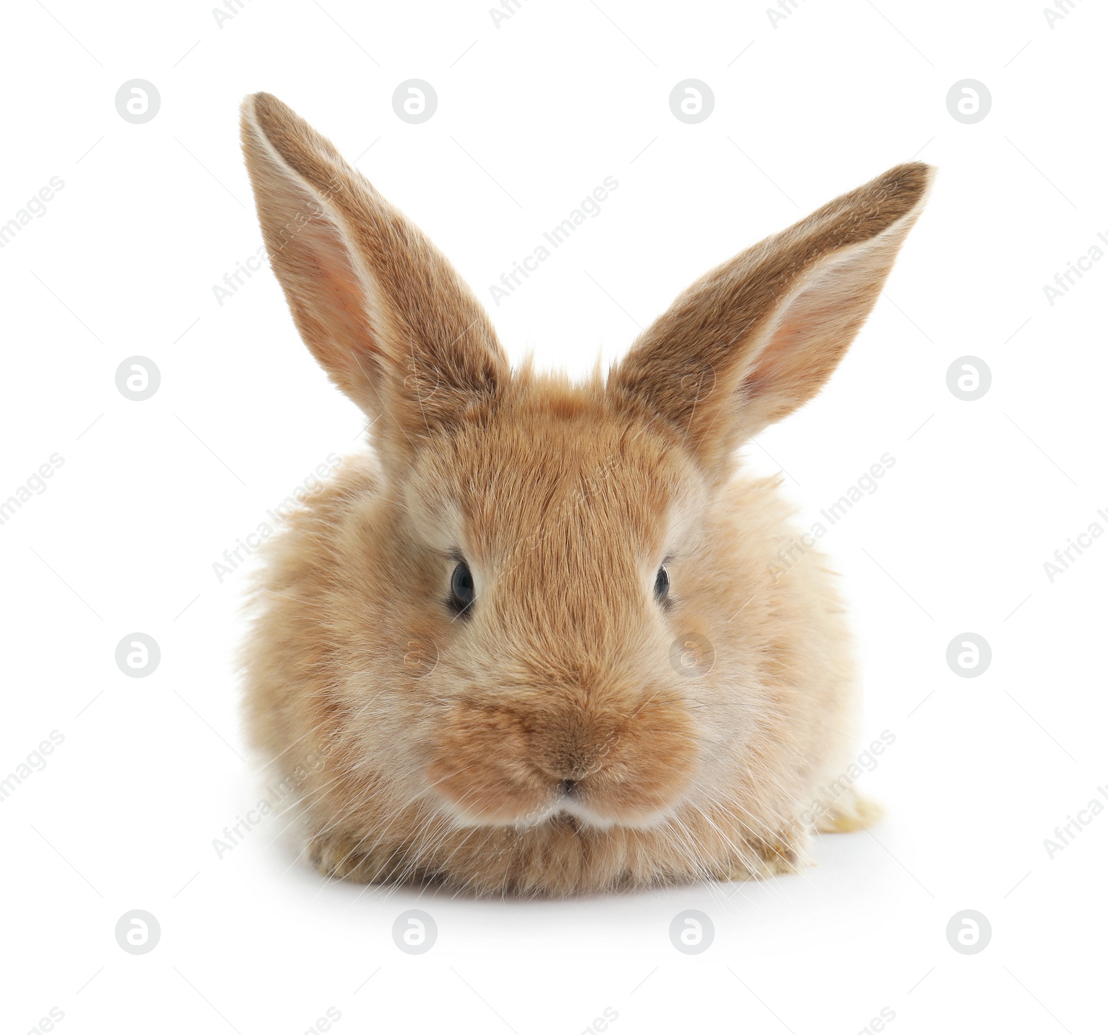 Photo of Adorable furry Easter bunny on white background