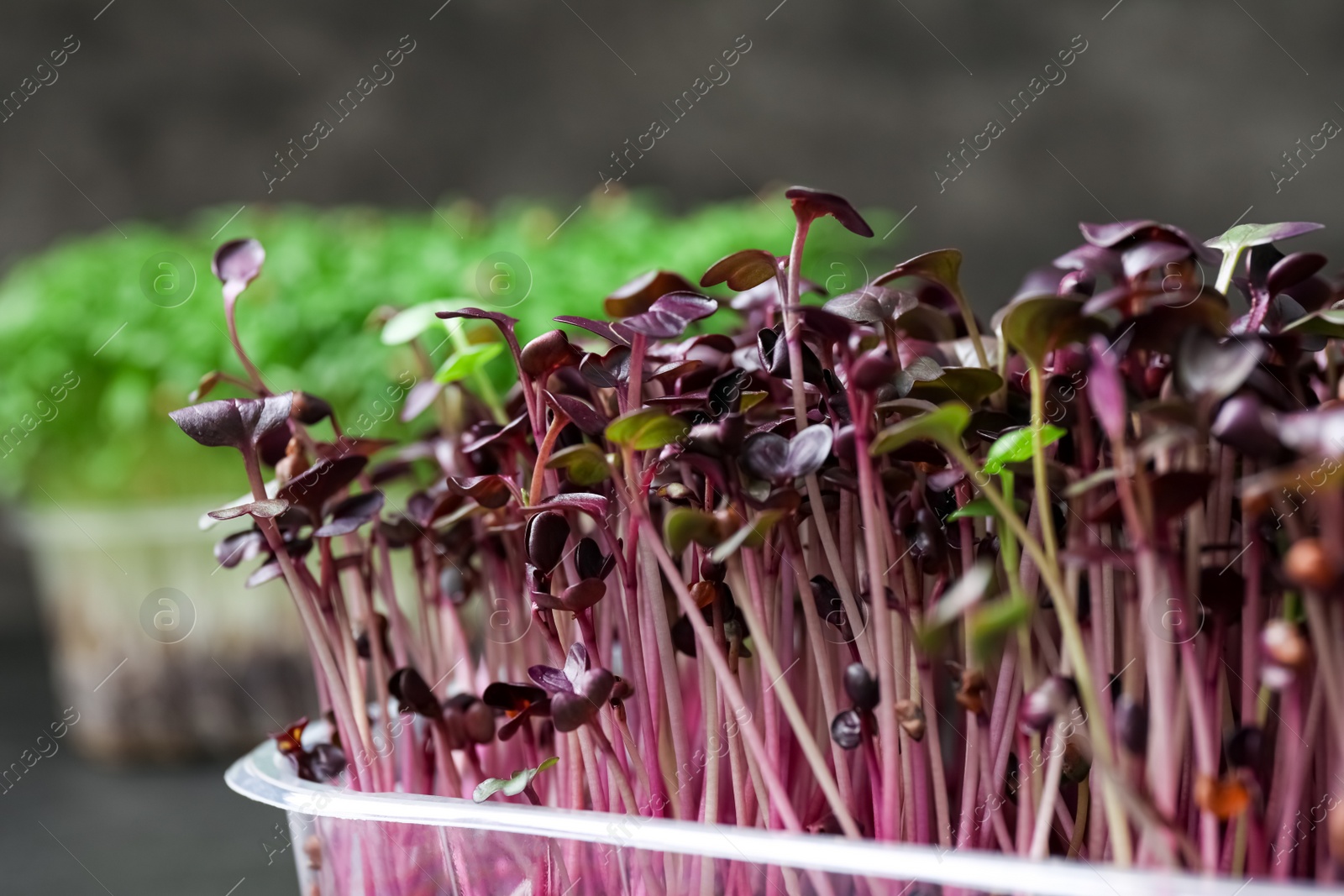 Photo of Fresh organic microgreen on grey background, closeup
