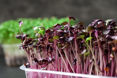 Fresh organic microgreen on grey background, closeup