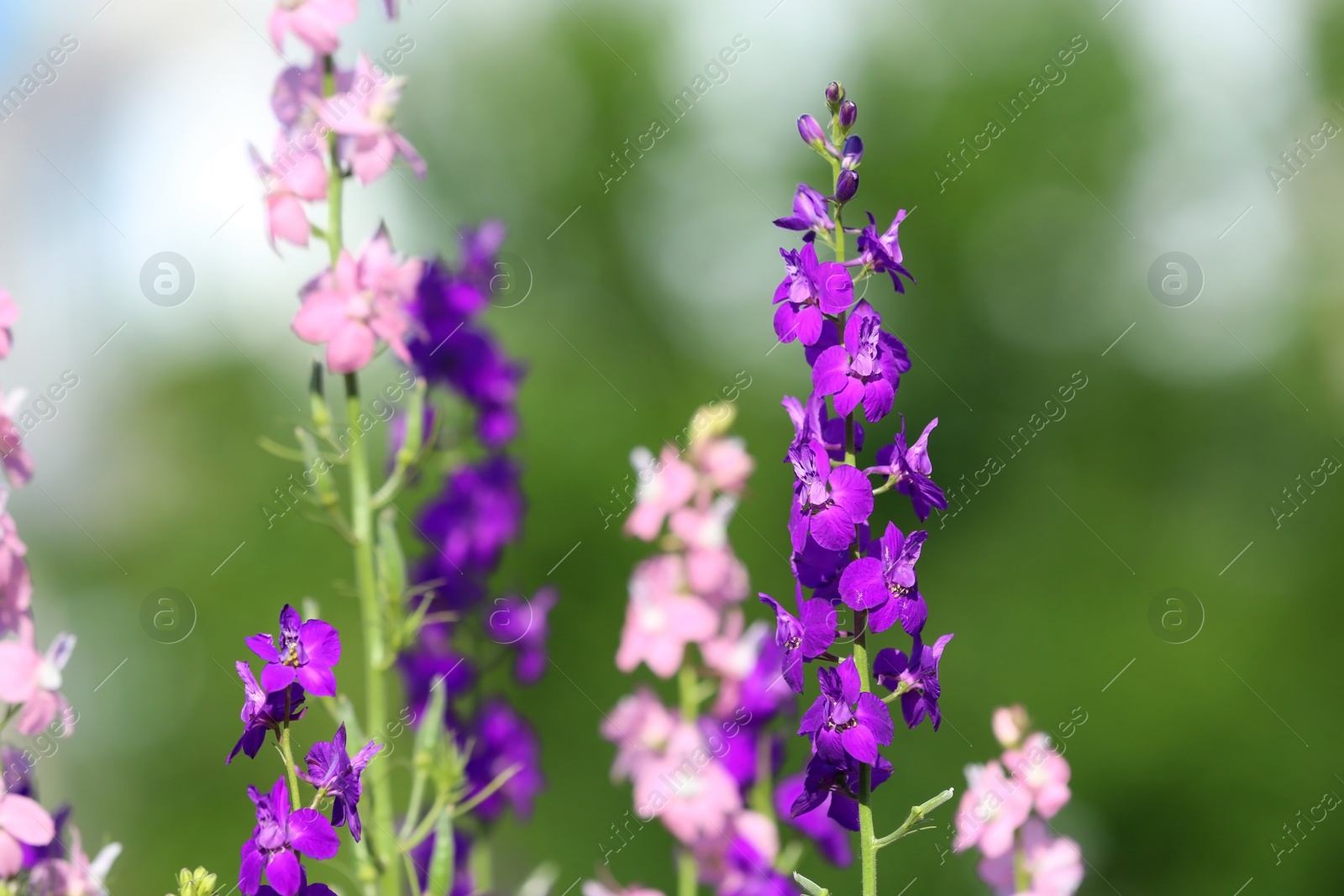 Photo of Beautiful wild flowers on blurred background. Amazing nature in summer