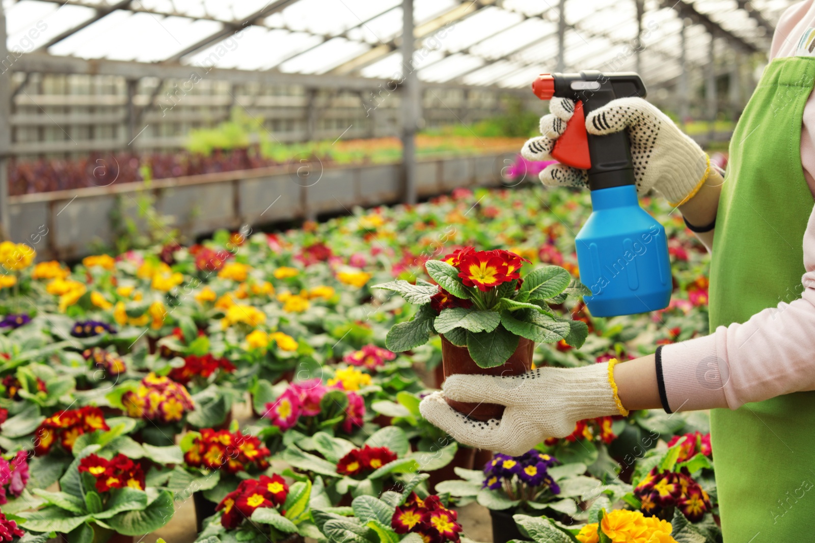 Photo of Young woman taking care of blooming flowers in greenhouse, closeup view. Home gardening