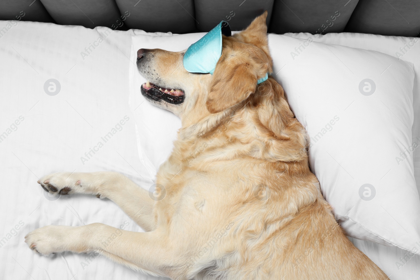 Photo of Cute Labrador Retriever with sleep mask resting on bed, top view