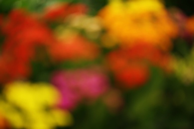 Blurred view of blooming kalanchoe flowers, closeup. Tropical plant