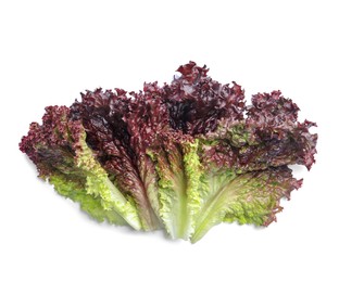 Leaves of fresh red coral lettuce isolated on white, top view