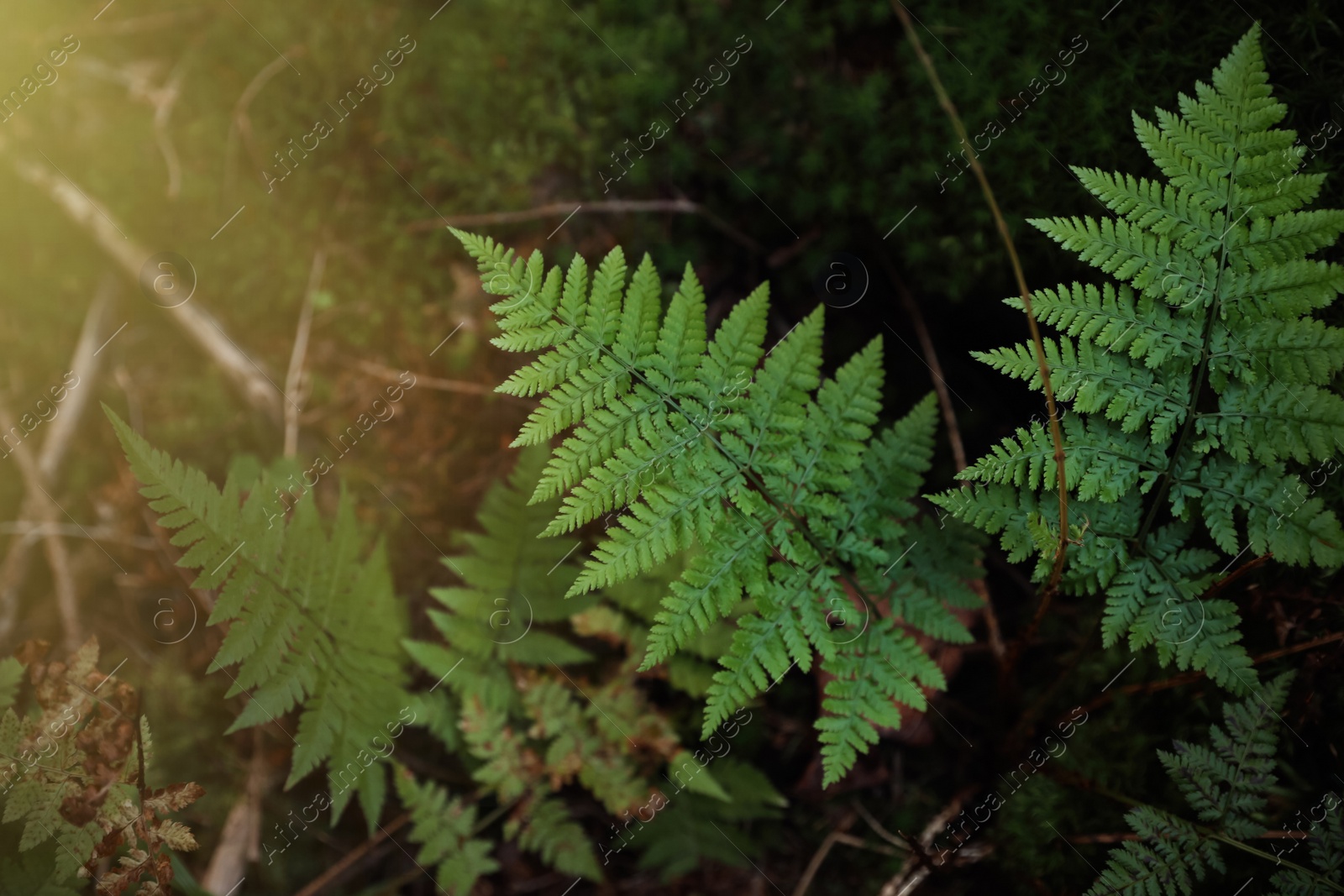 Photo of Green fern growing in forest on sunny day, above view