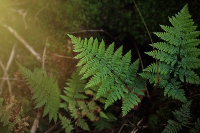 Photo of Green fern growing in forest on sunny day, above view