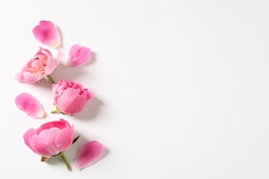 Beautiful peony flowers on white background, top view