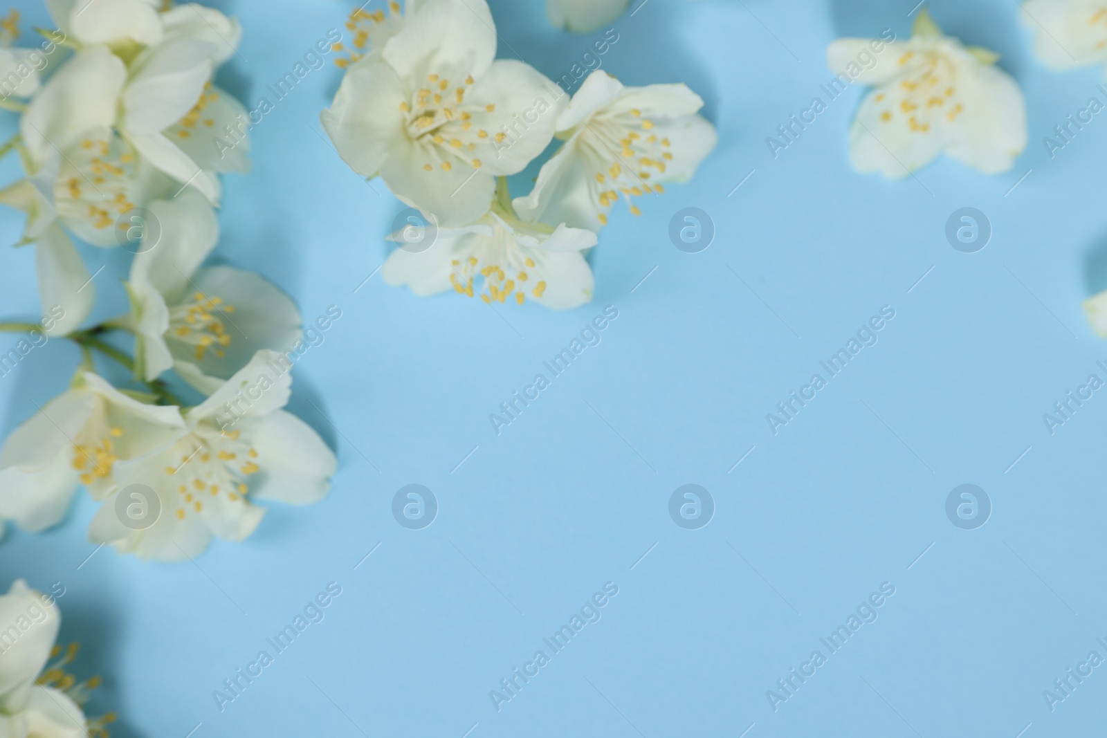 Photo of Beautiful jasmine flowers on light blue background. Space for text