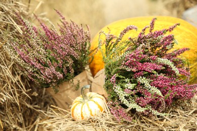 Photo of Beautiful heather flowers in pots and pumpkins on hay outdoors