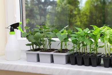 Seedlings growing in plastic containers with soil and spray bottle on windowsill indoors