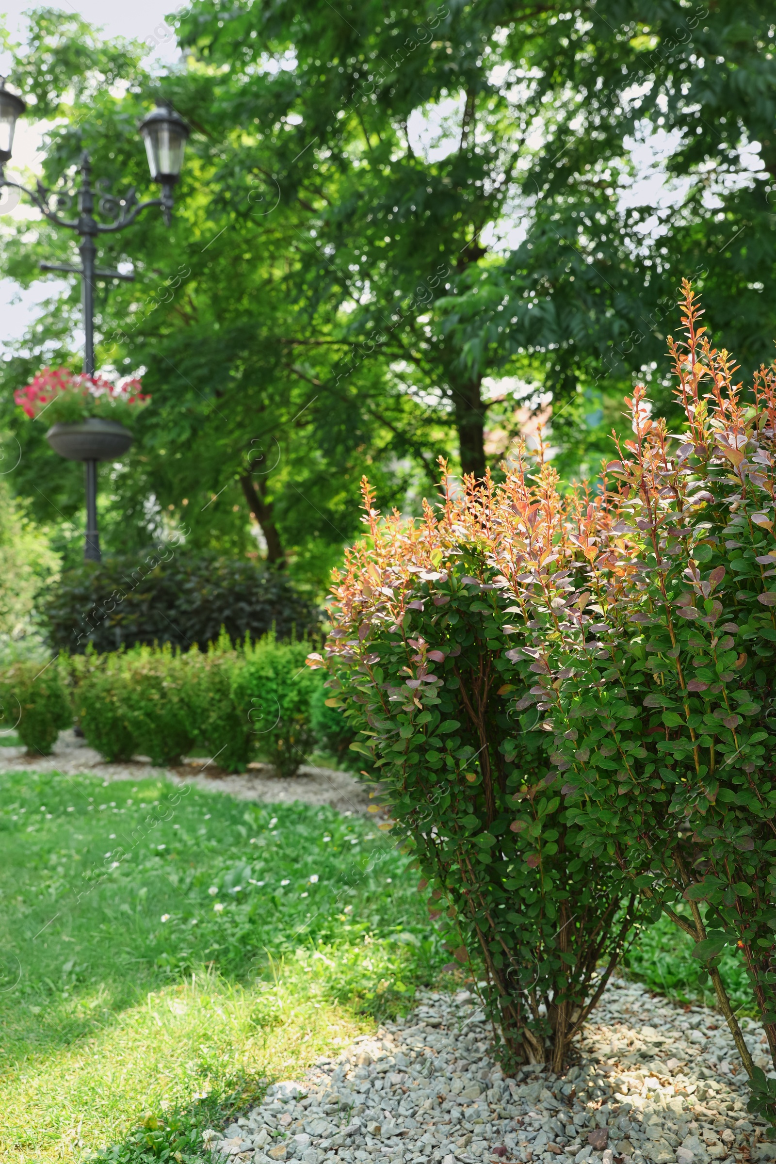 Photo of Barberry shrubs growing outdoors. Gardening and landscaping