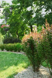 Photo of Barberry shrubs growing outdoors. Gardening and landscaping