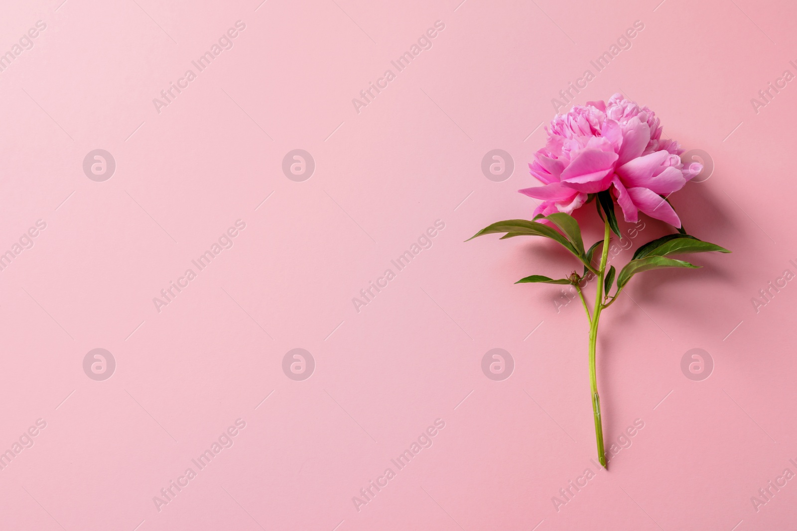 Photo of Beautiful fragrant peony flower on color  background