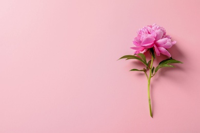 Photo of Beautiful fragrant peony flower on color  background