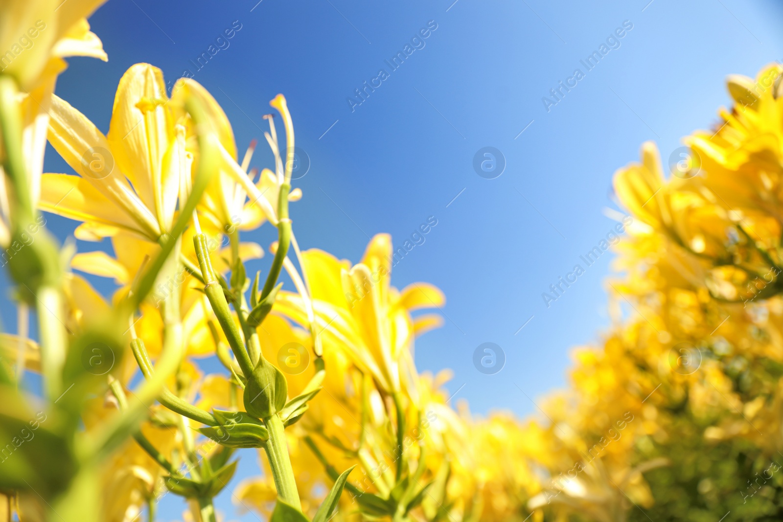 Photo of Beautiful yellow lilies in blooming field against blue sky. Space for text