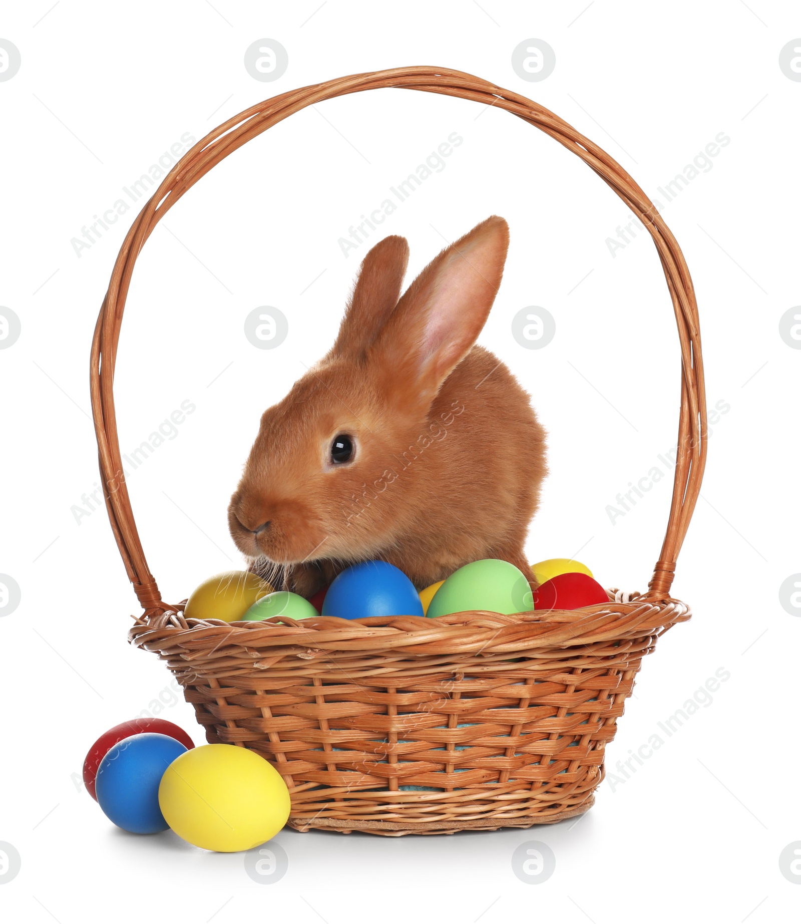 Photo of Adorable furry Easter bunny in wicker basket with dyed eggs on white background