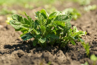 Photo of Young green potato sprout growing in soil, closeup