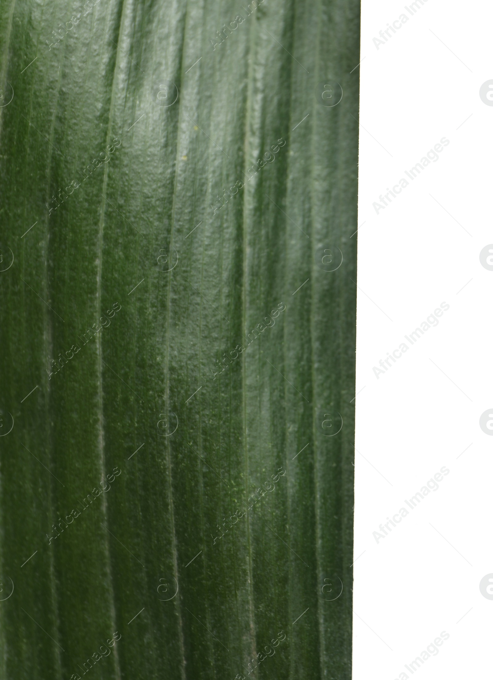 Photo of Creative composition with tropical leaf and card as background, top view
