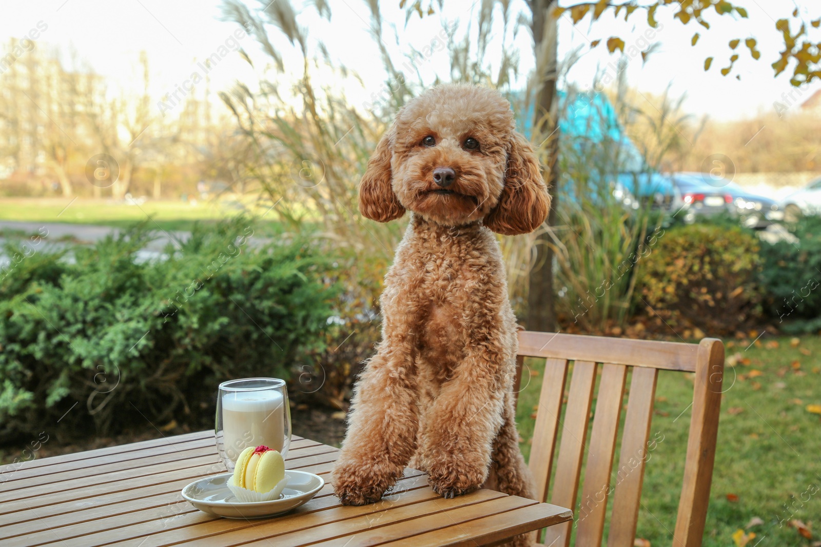 Photo of Cute fluffy dog at table with coffee and macaron in outdoor cafe