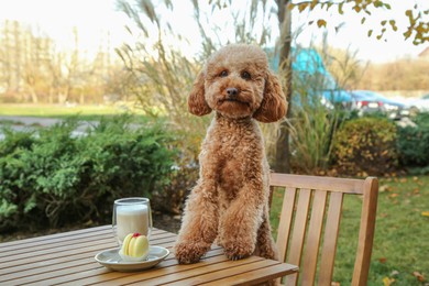 Photo of Cute fluffy dog at table with coffee and macaron in outdoor cafe