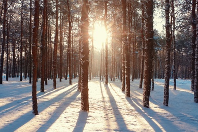 Picturesque view of snowy pine forest in winter morning