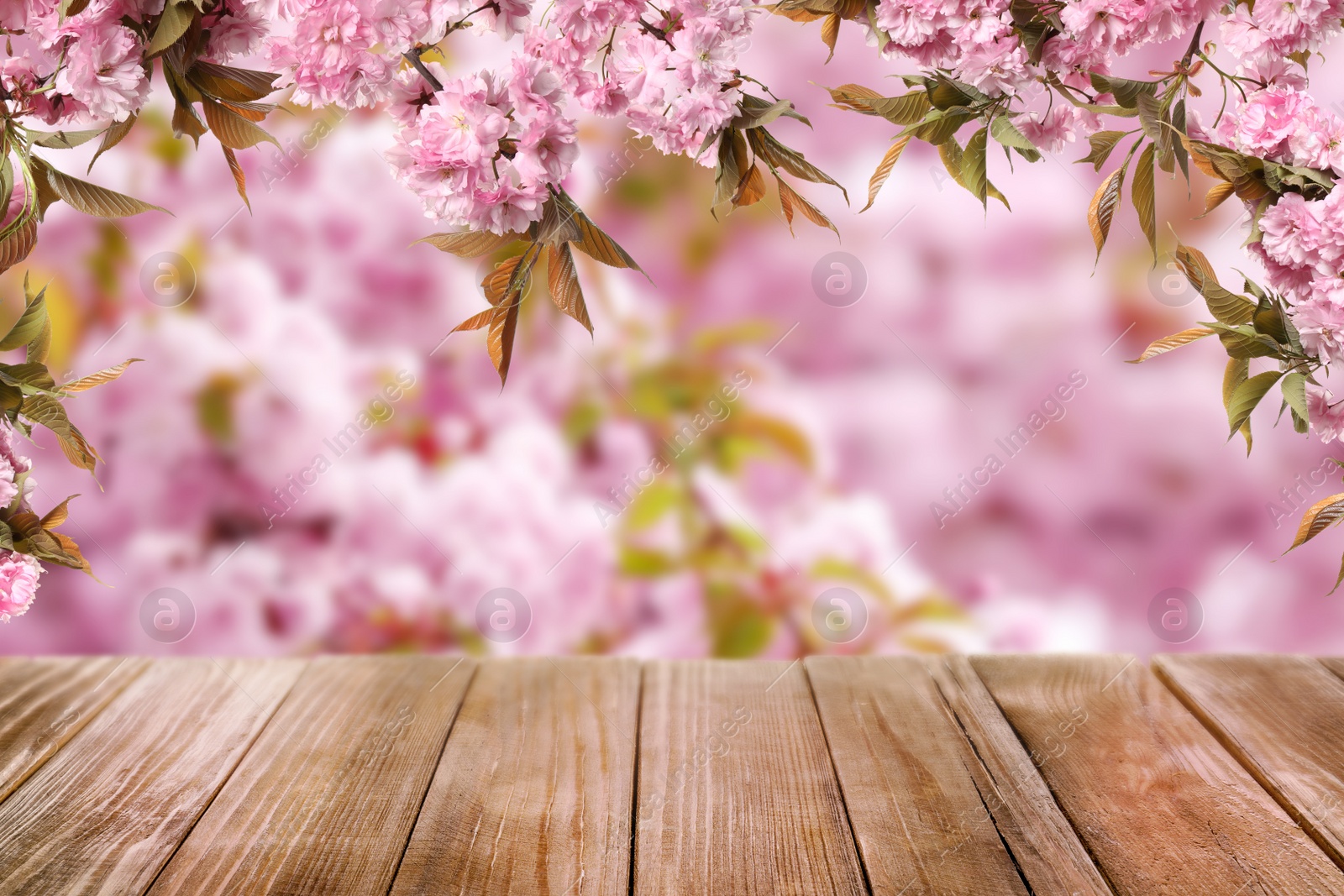 Image of Empty wooden surface and beautiful blossoming sakura tree on background