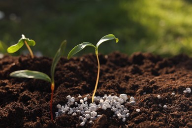 Photo of Young sprouts growing in soil with granulated fertilizer outdoors, closeup