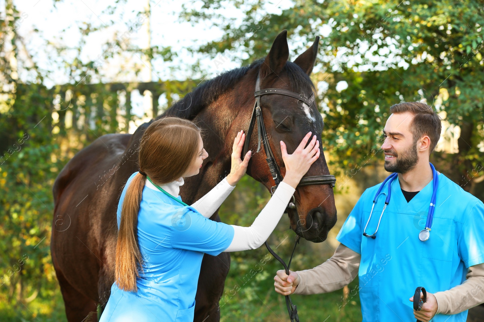 Photo of Veterinarians in uniform with beautiful brown horse outdoors