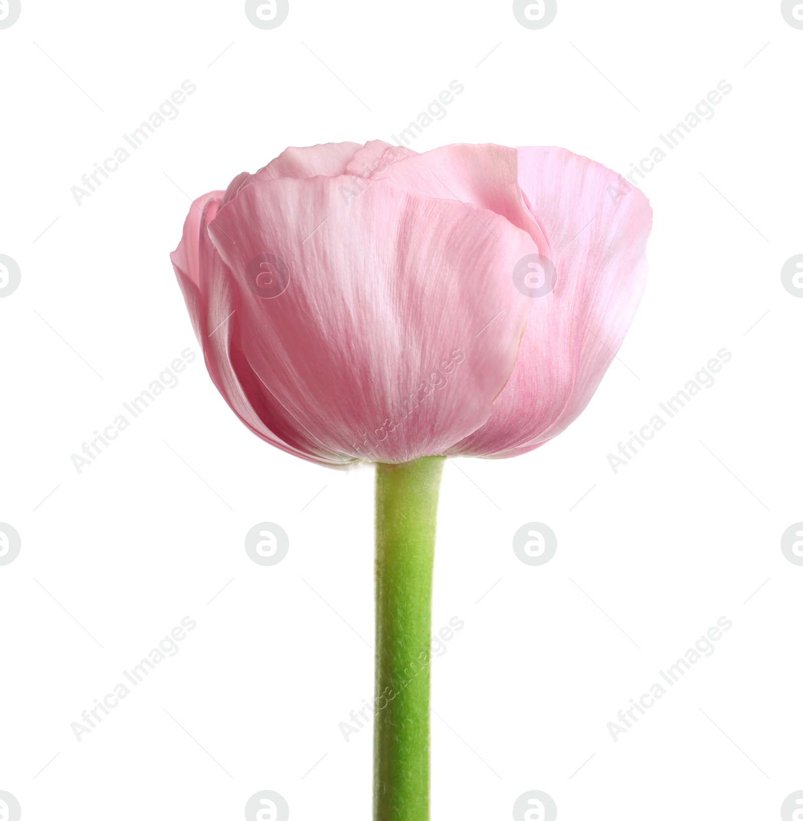 Photo of Beautiful ranunculus flower on white background