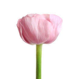 Photo of Beautiful ranunculus flower on white background