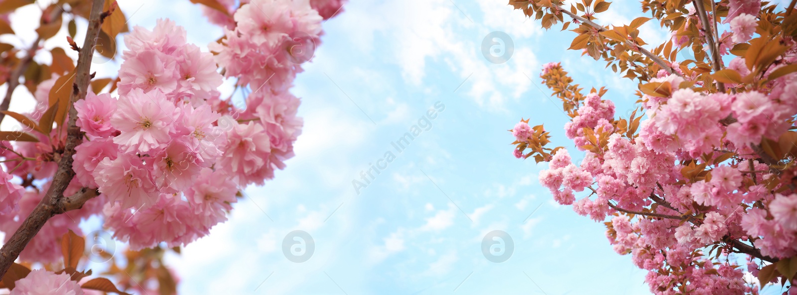 Image of Blossoming sakura trees outdoors, banner design. Springtime