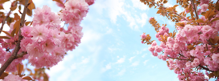 Image of Blossoming sakura trees outdoors, banner design. Springtime