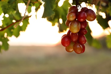 Fresh ripe juicy grapes growing in vineyard