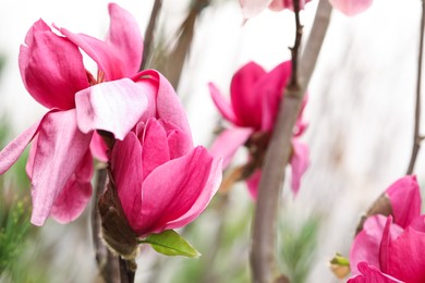 Photo of Closeup view of beautiful blooming magnolia tree outdoors. Space for text